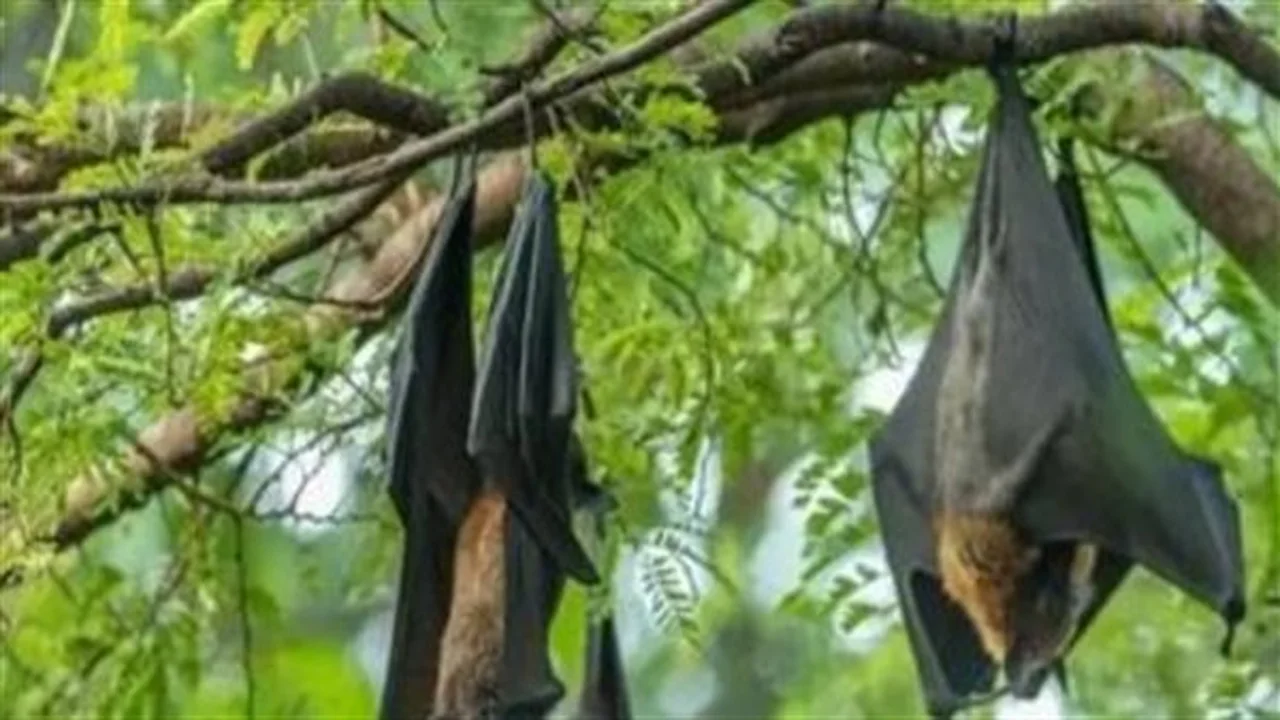 وفيات تتخطى 70%.. حقائق صادمة حول مخاطر فيروس نيباه المنتشر عالميا